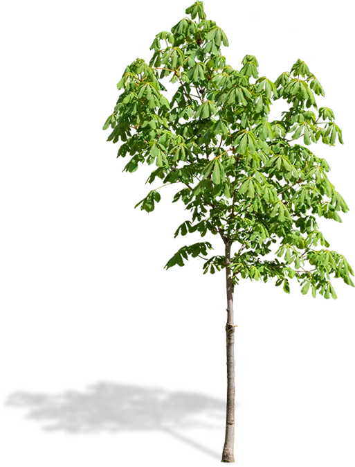 Green healthy tree with a shadow